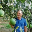 Phạm Văn Sang – chủ vườn bưởi da xanh