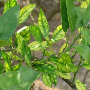 benh-vang-la-gan-xanh-greening-va-benh-tan-lui-tristeza-tren-cam-chanh-buoi-cay-co-mui