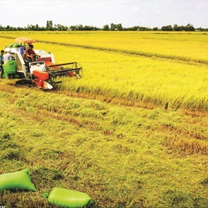 vinh-long-troi-day-nong-nghiep-but-pha-vuon-toi-tam-cao-moi