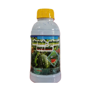 LỚN TRÁI - NẶNG KÝ DƯA HẤU