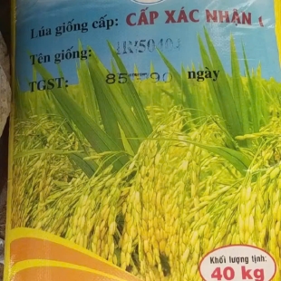 Giống lúa IR504 (40Kg, giá 13,5K/kg)